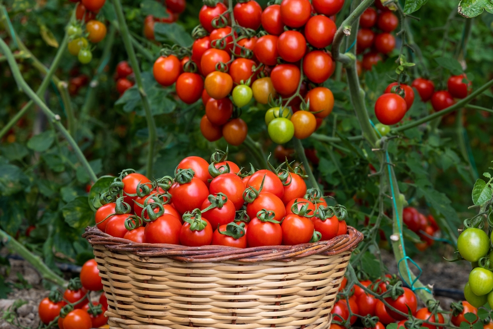 How To Use Epsom Salts On Tomatoes