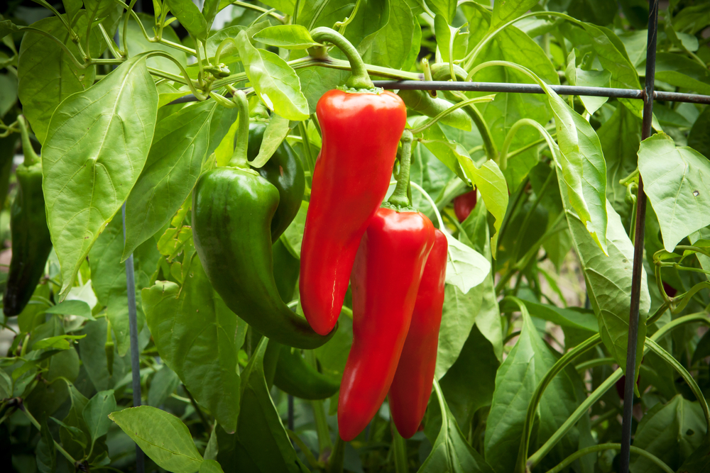 How To Use Epsom Salts On Peppers