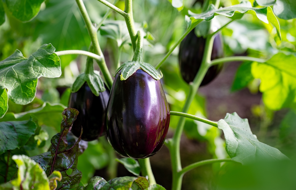 How To Use Epsom Salts On Eggplants