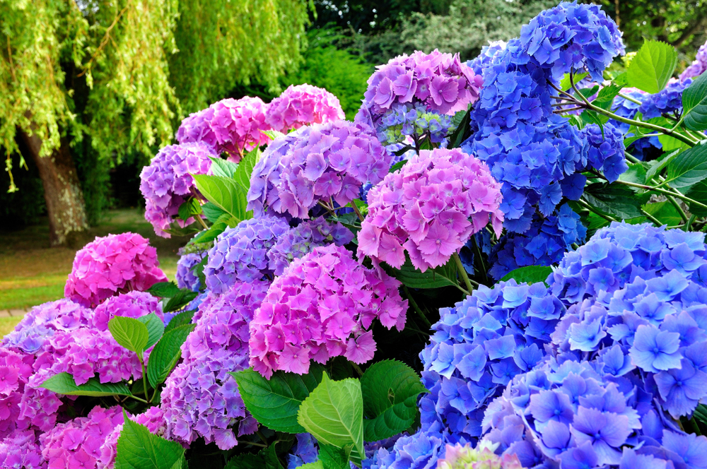 How To Use Epsom Salts On Hydrangeas