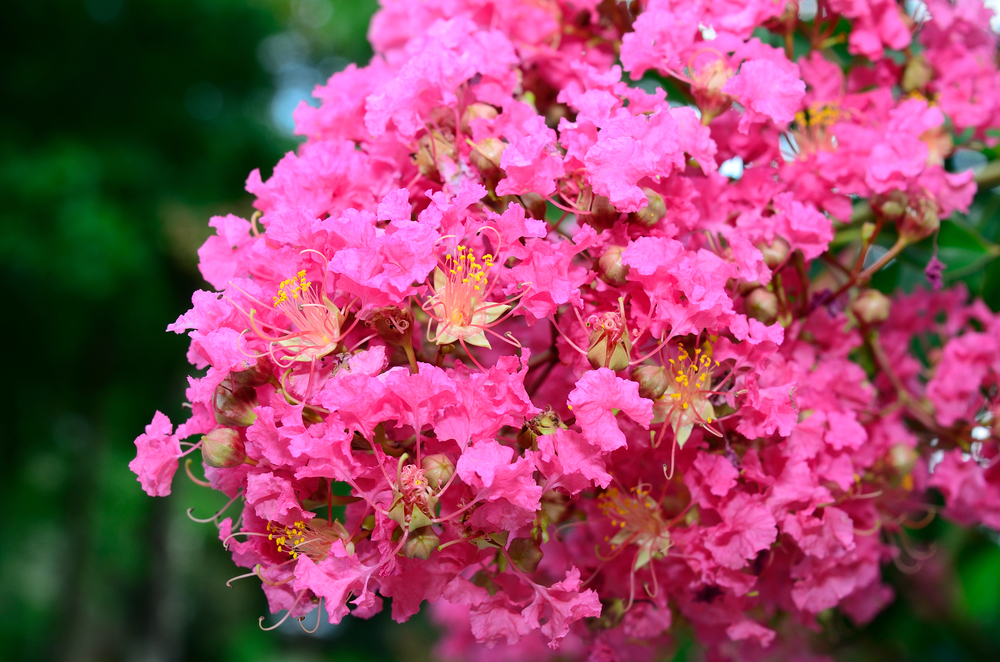 How To Use Epsom Salts On Crape Myrtles