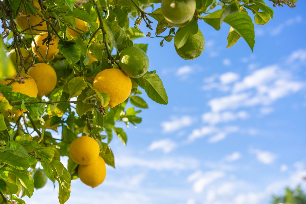 How To Use Epsom Salts On Fruit Trees