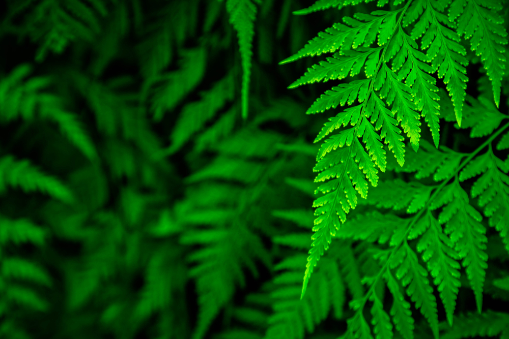 How To Use Epsom Salts On Ferns