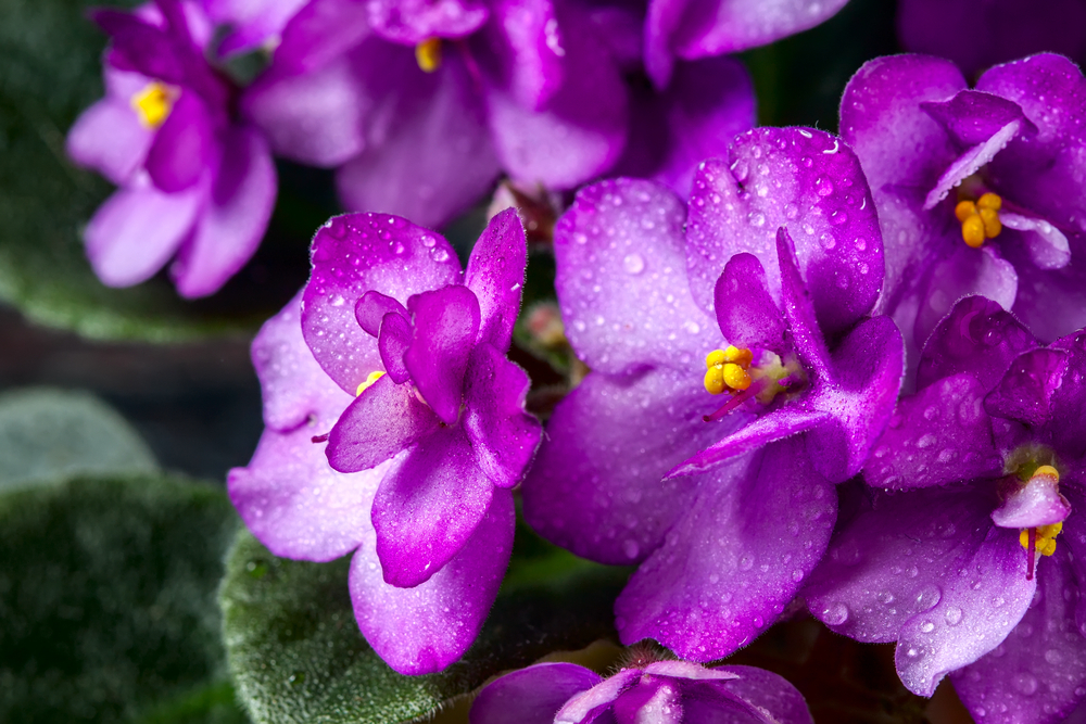 How To Use Epsom Salts On African Violets