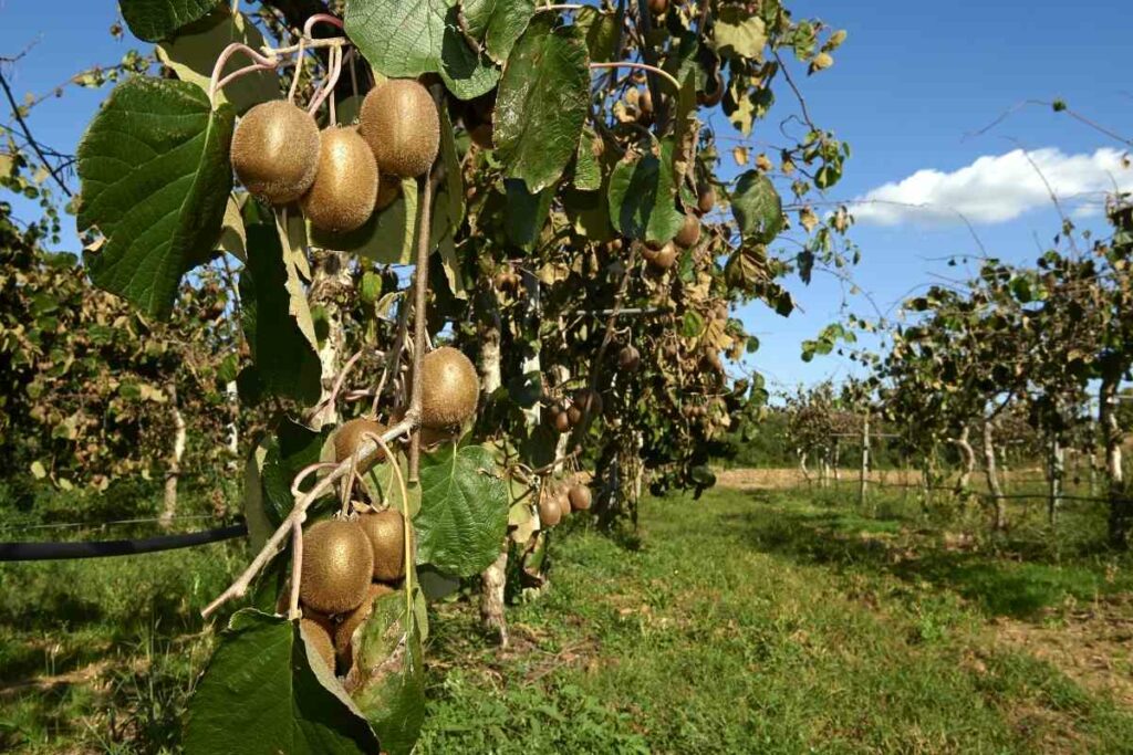 kiwi vine
