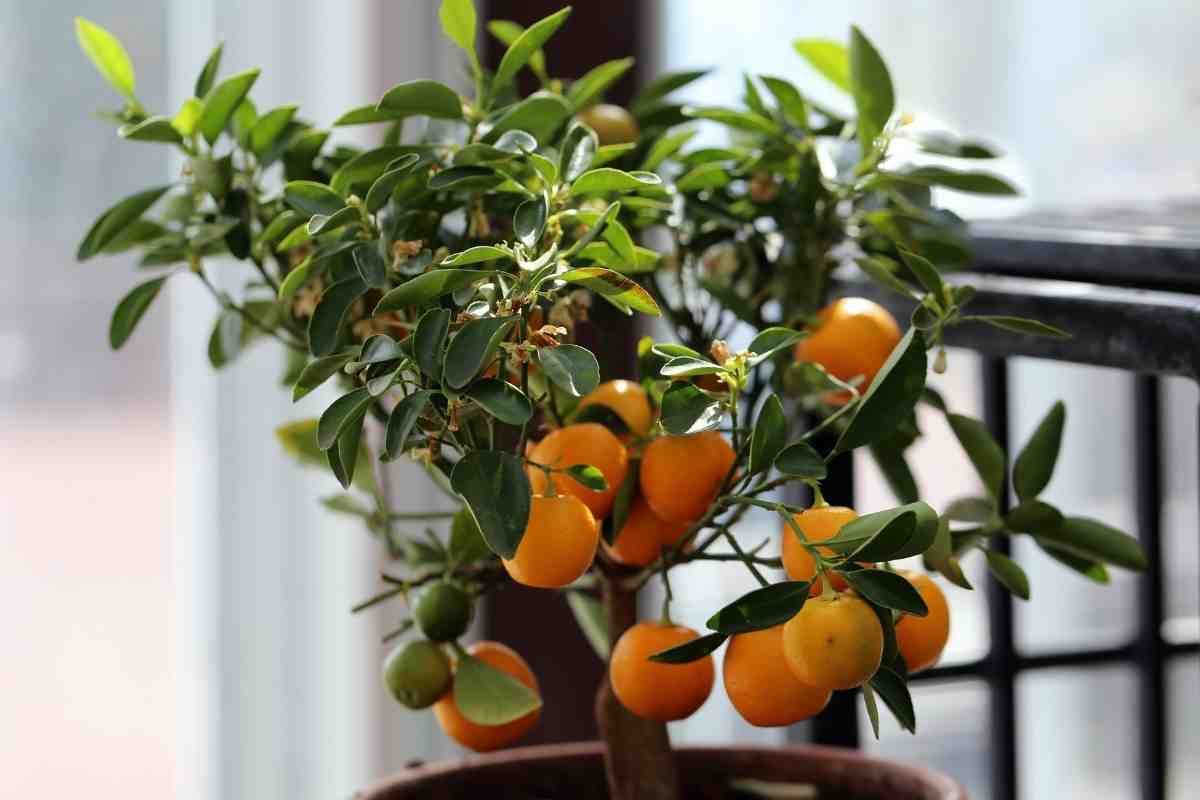 9 Fruit Trees you can Grow Indoors