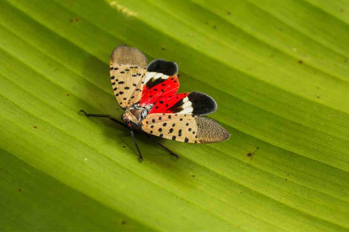 Are Spotted Lanternfly Dangerous?