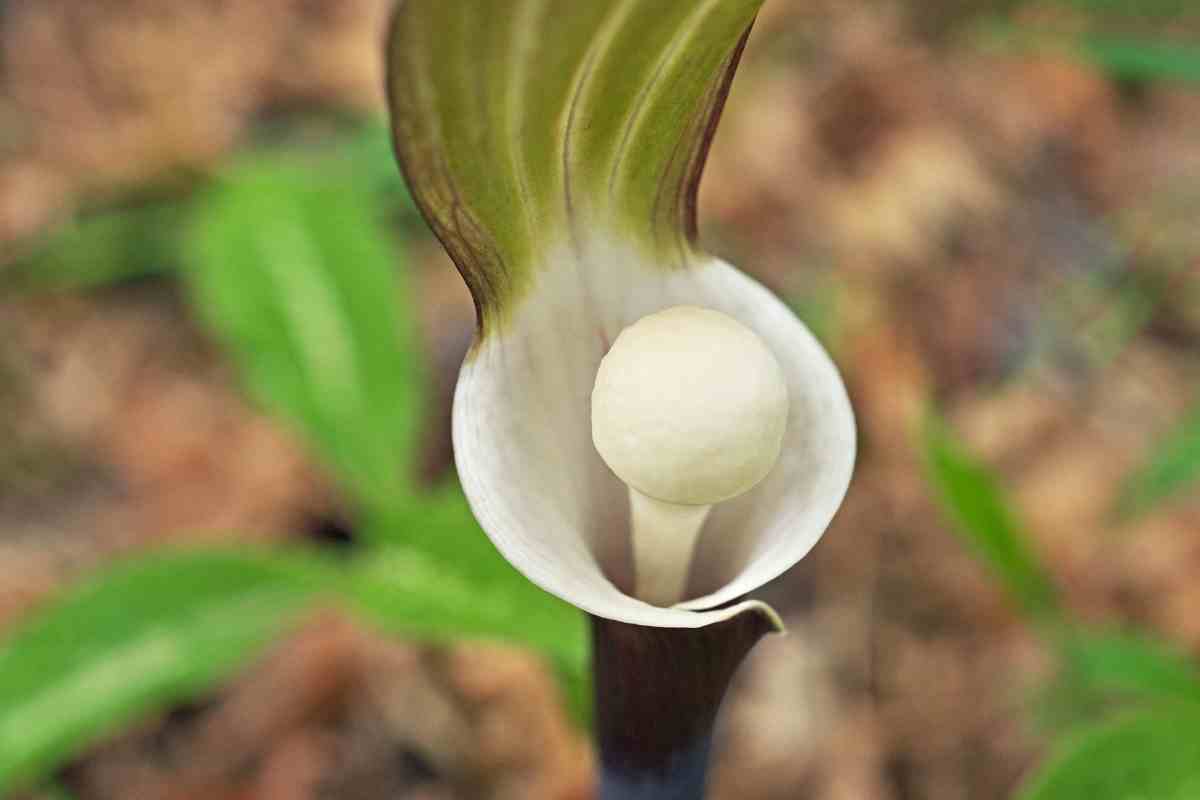 A Complete Arisaema Sikokianum Care Guide