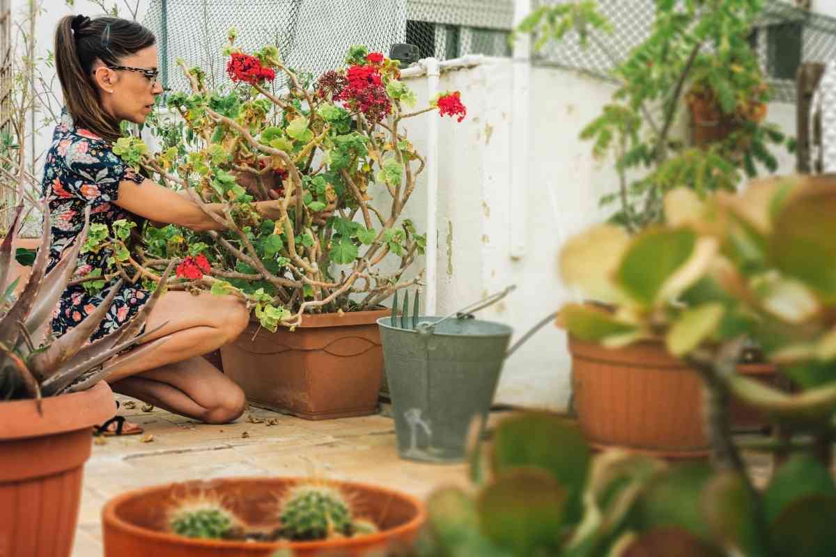 The 12 Best Miracle-Gro Alternatives You Should Know