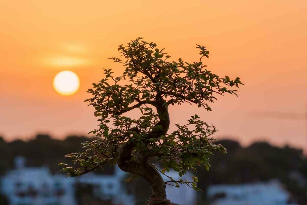 Why Do I Need to Repot My Bonsai At a Particular Time?