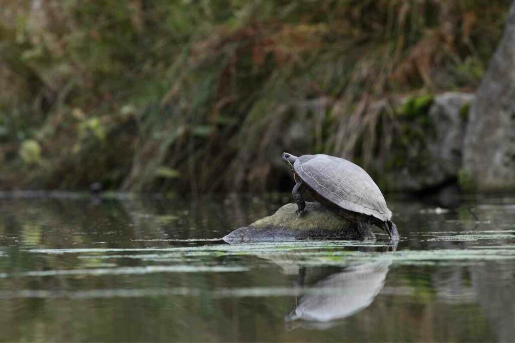 Building pond for turtle