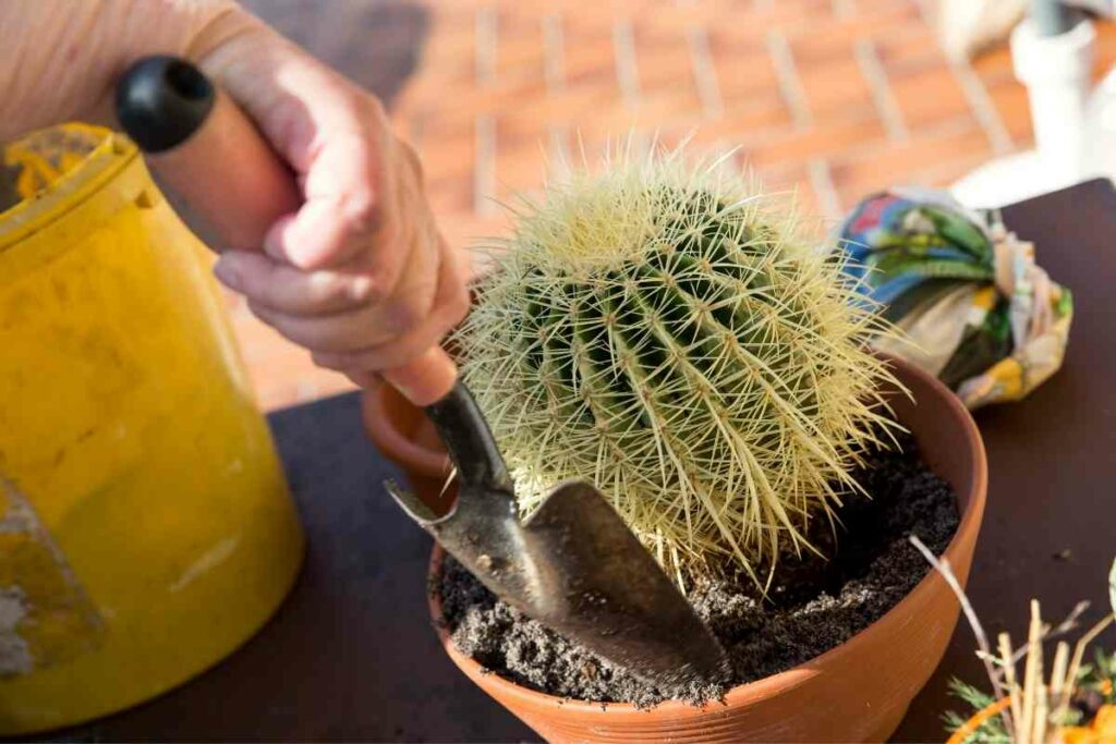 Potting Cactus in soil