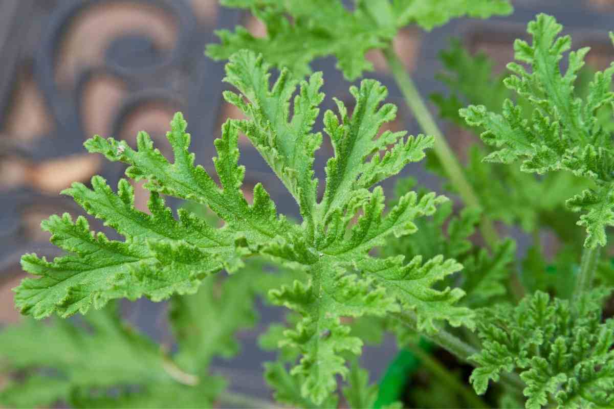 How to Grow and Use Citronella Plants – Complete Guide