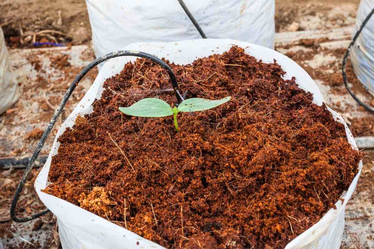 6 Coco Peat Disadvantages You Should Know About