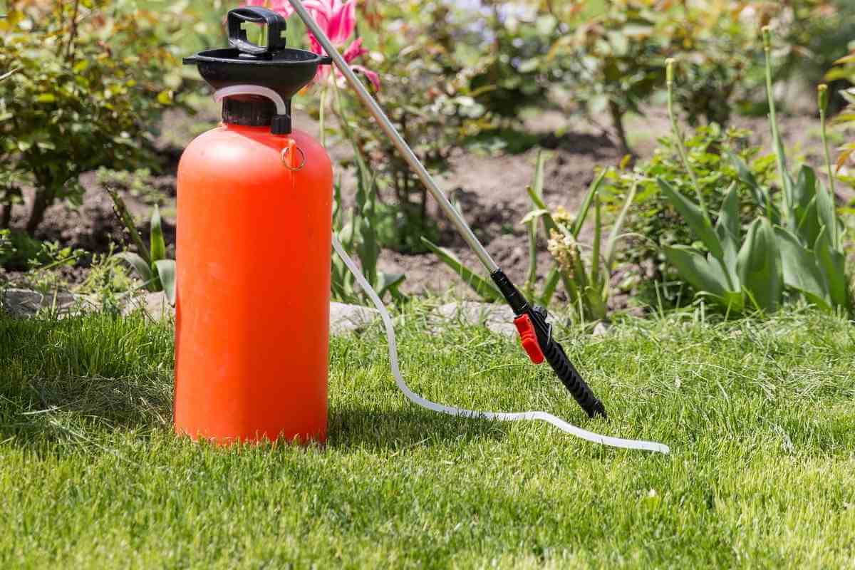 Top 5 Fungicide for Lawn Rust