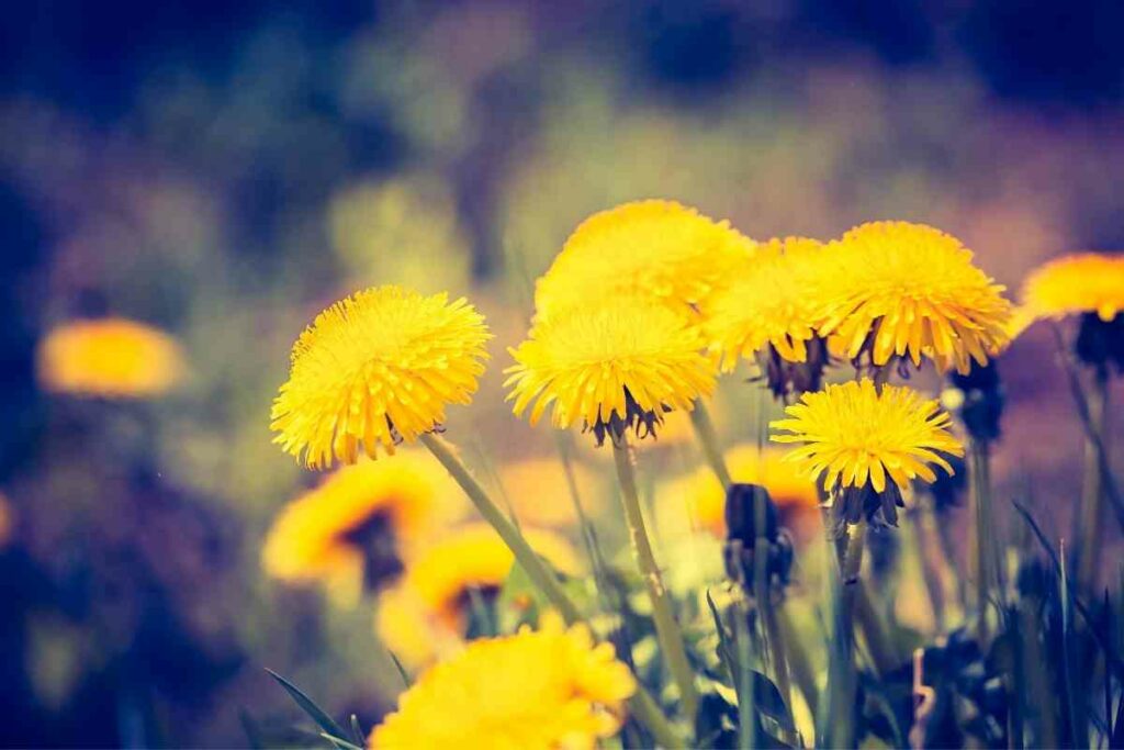 Getting rid of Dandelions fast