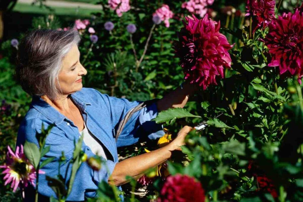 How Do I Grow Chrysanthemums?