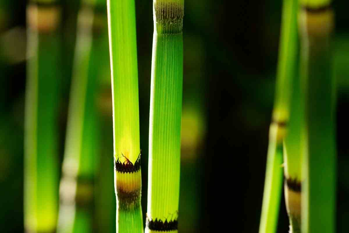 How Many Bamboo Stalks are Lucky?