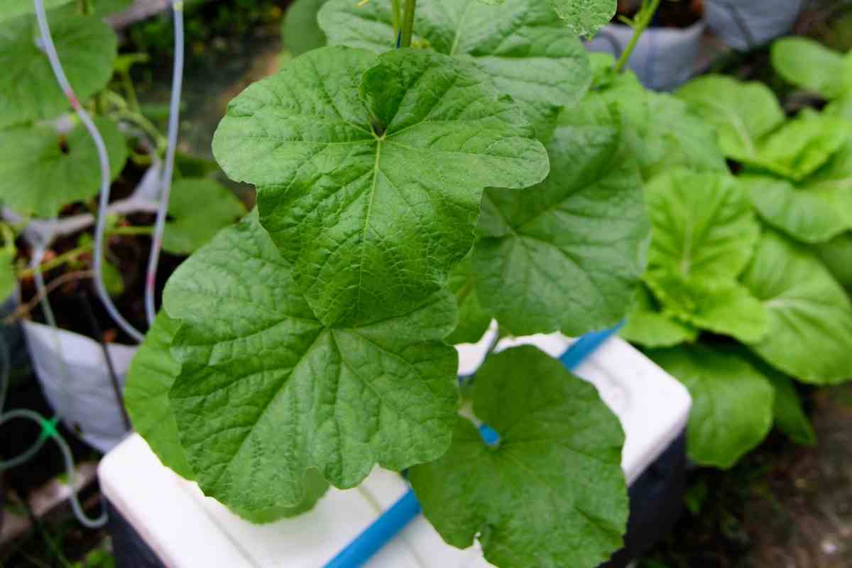 How to Grow Hydroponic Watermelon the Right Way