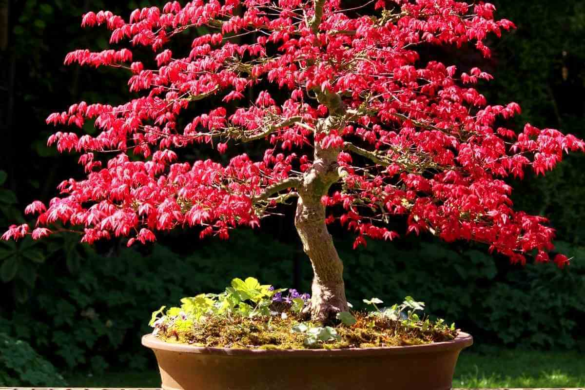 How To Prune Japanese Maple Bonsai