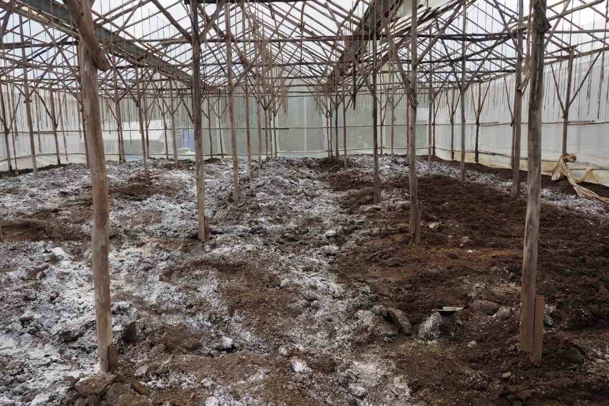 Is Lime An Organic Fertilizer