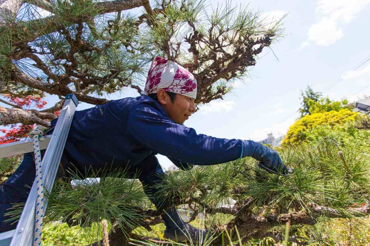 How to Prune Pine Trees Japanese Style