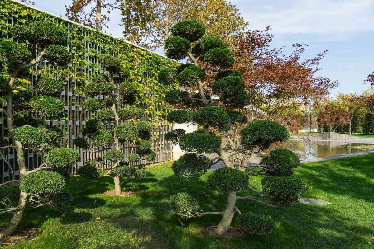 Japanese Pruning Techniques Explained