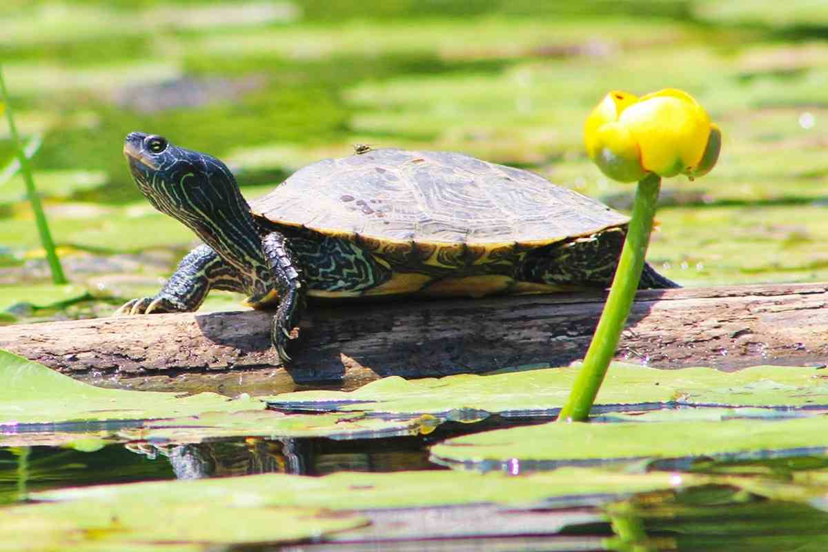 How to Keep Turtles In a Backyard Pond