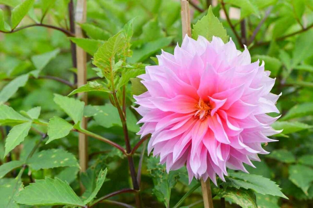Korean Chrysanthemum hybrids flowers