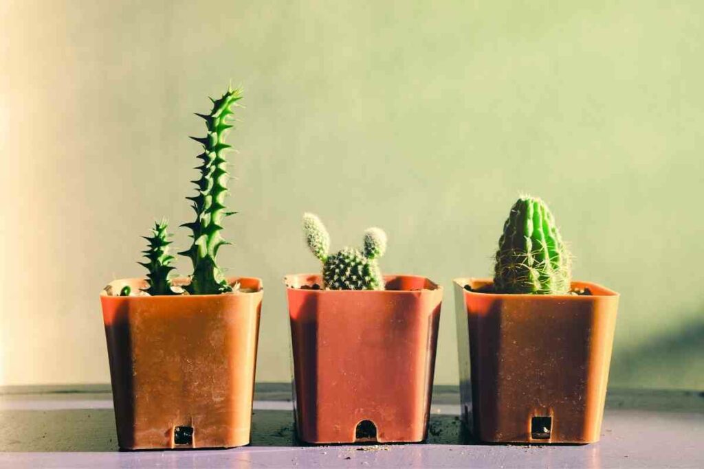 Are All Plastic Garden Plant Pots Recyclable?