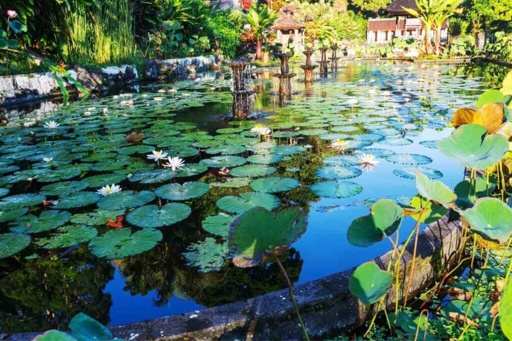 What Is Pond Turn Over, And How Does It Happen?