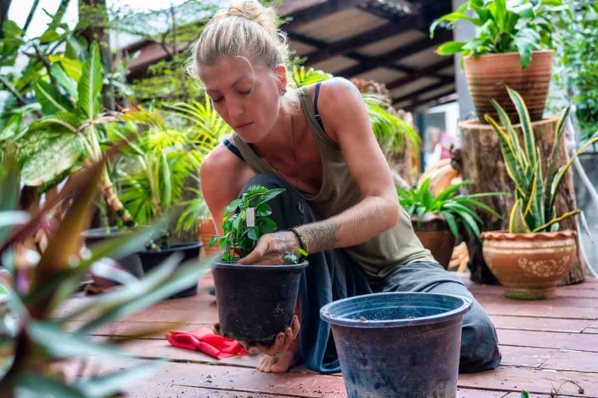 Pumice vs Lava Rock for Plants: Which is Better?
