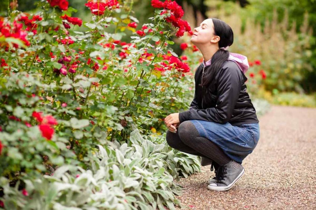 Red roses in a garden