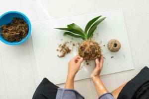Sphagnum Moss vs Peat Moss: What Should You Use?