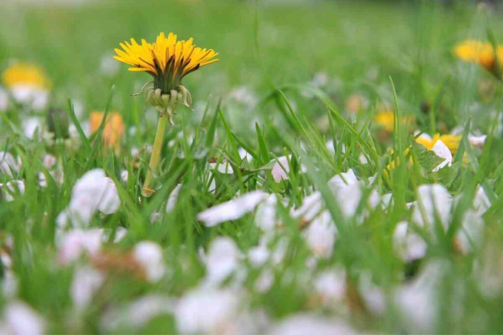Dandelions kill with vinegar