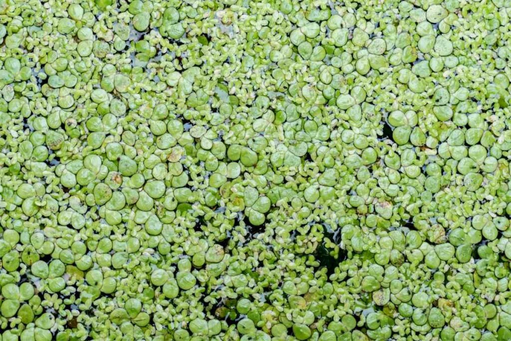 Water ferns in a pond