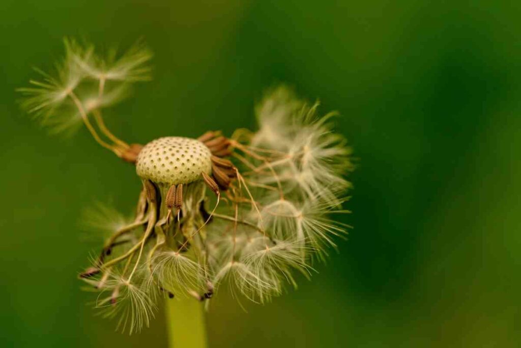 Eradicate Dandelions in your garden