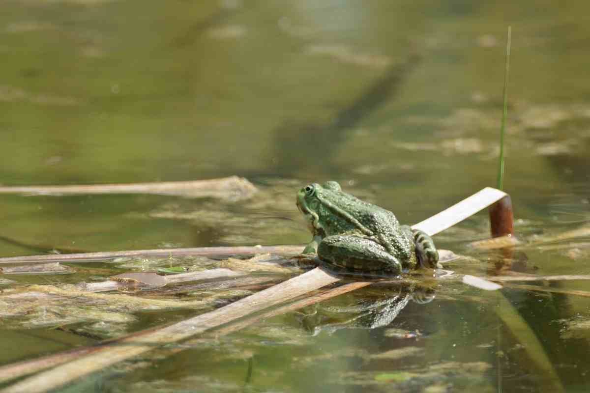 What Do Pond Frogs Eat? (Baby and Adult Frog Diet Facts)