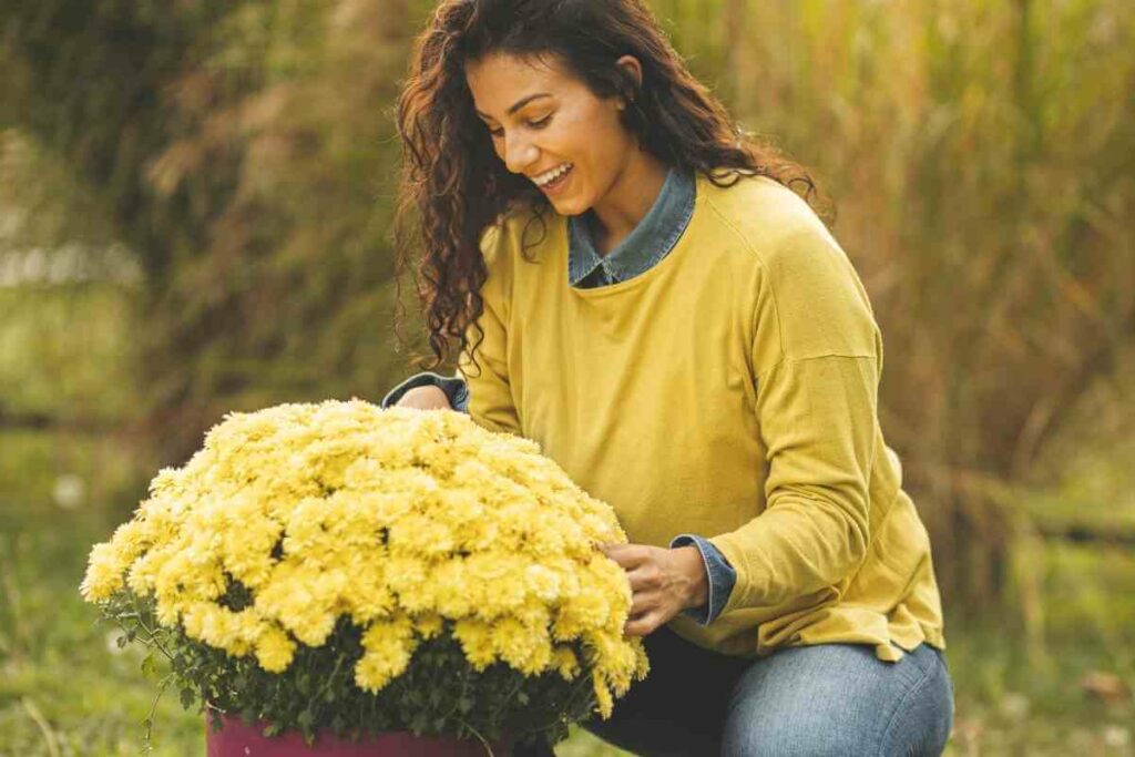 Beautiful yellow Chrysanthemums and girl