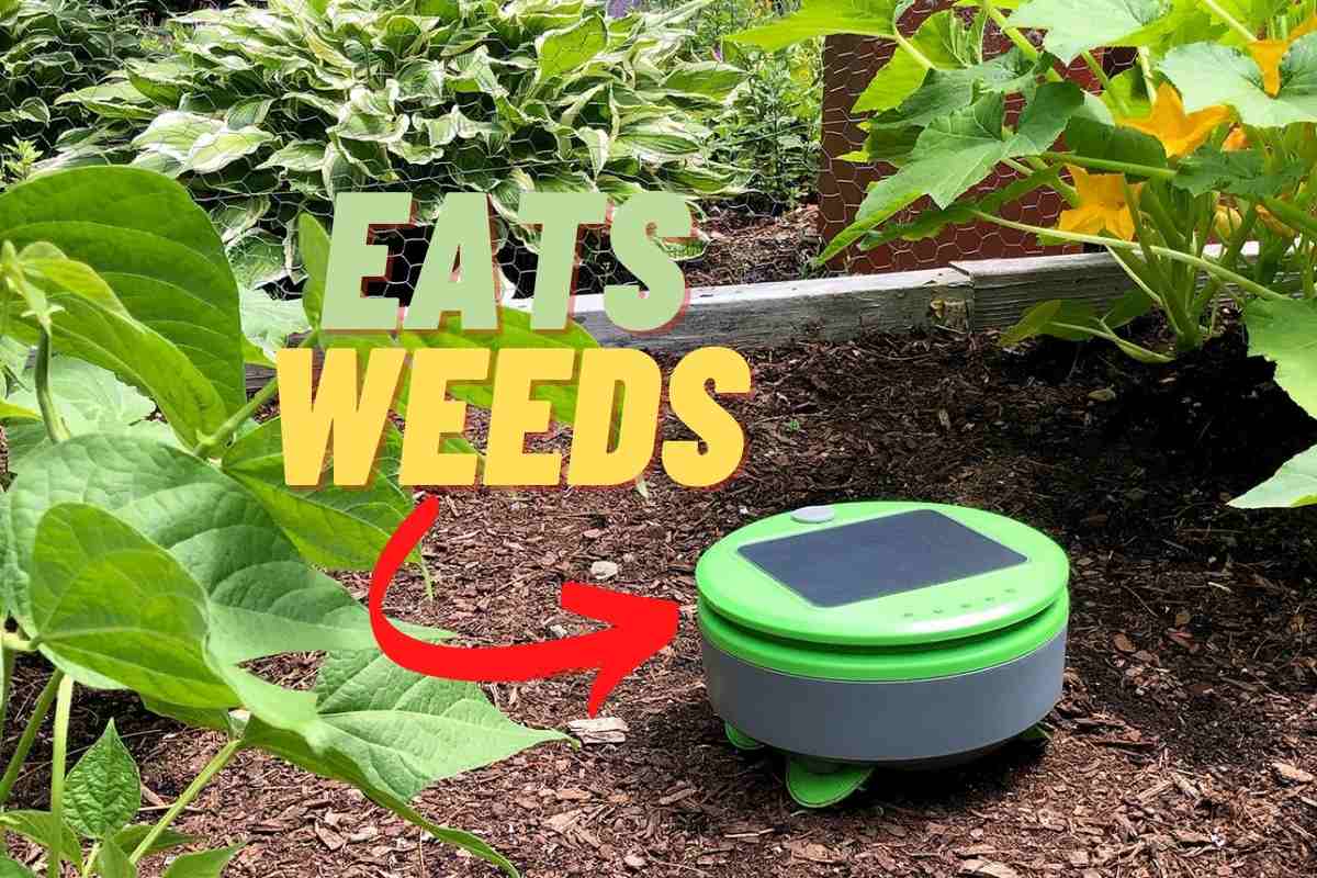robotic weeder