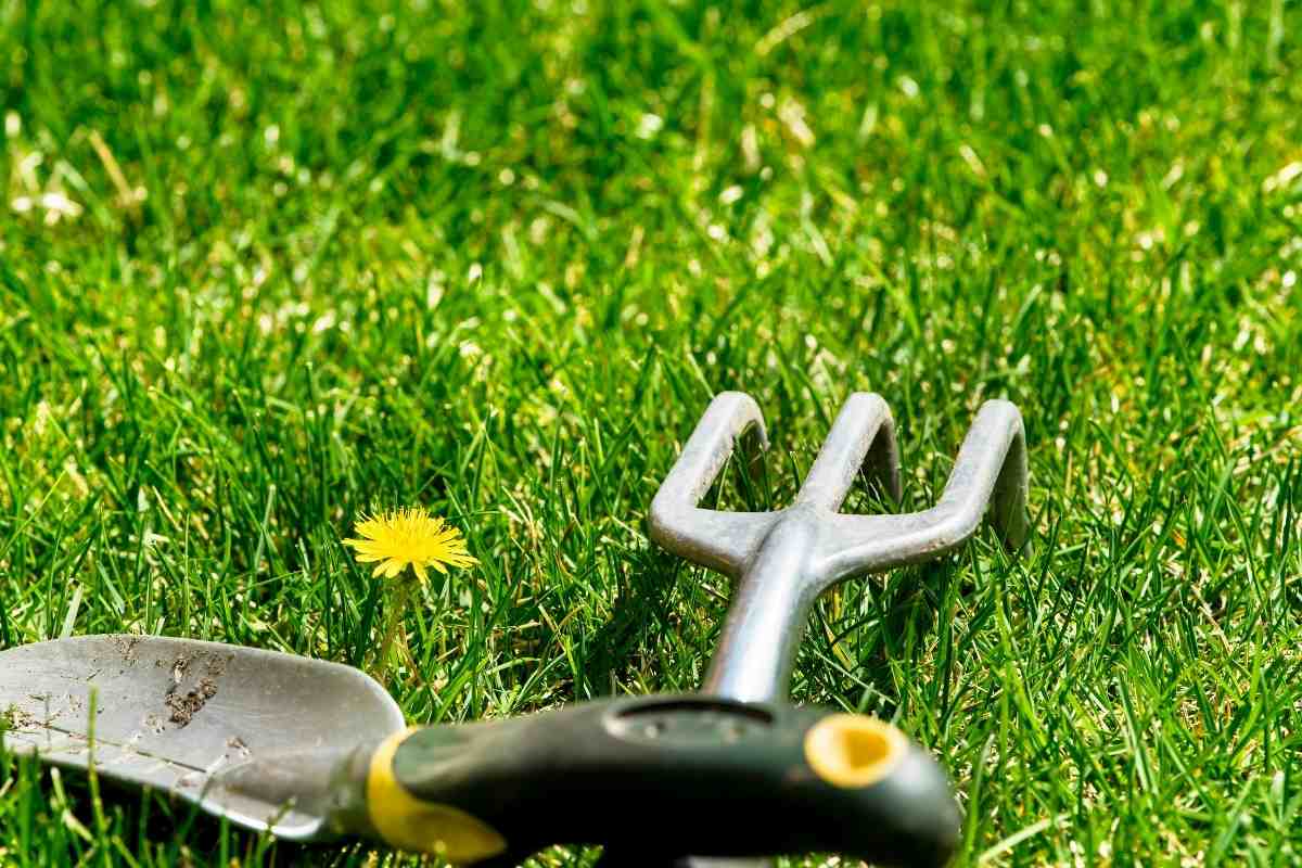 Amazing Dandelion Removal Tools