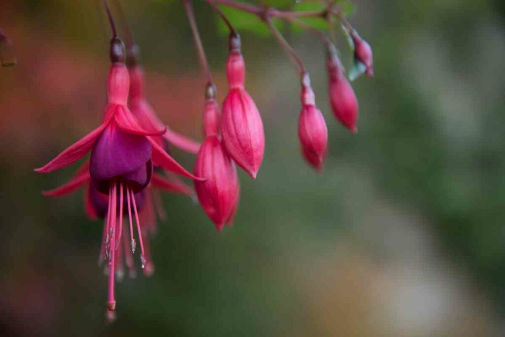 Fuschia beautiful pink flower
