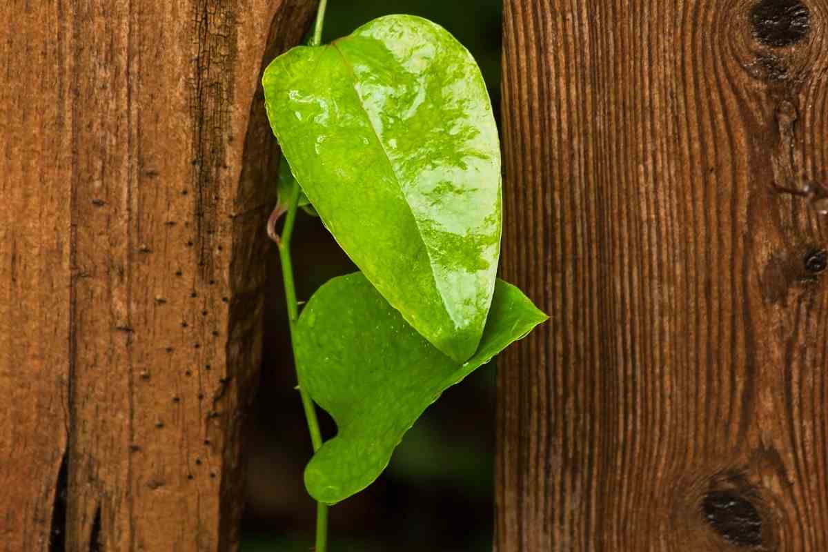 Best Climbing Plants For Wooden Fences