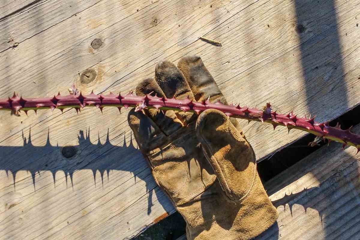 7 Best Garden Gloves For Thorns (Ladies and Men’s)