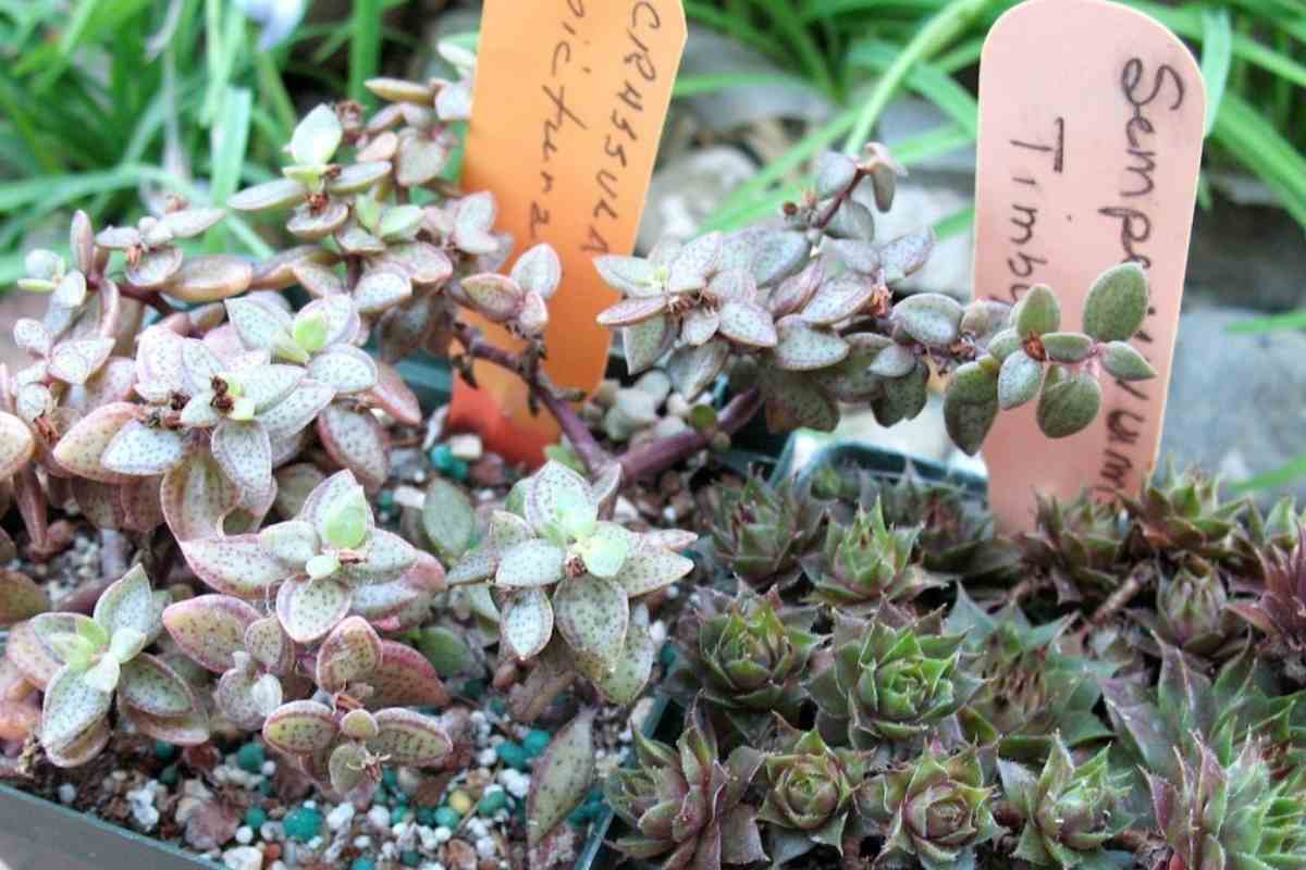 Beginners Guide to Crassula Picturata (Tiger Jade)