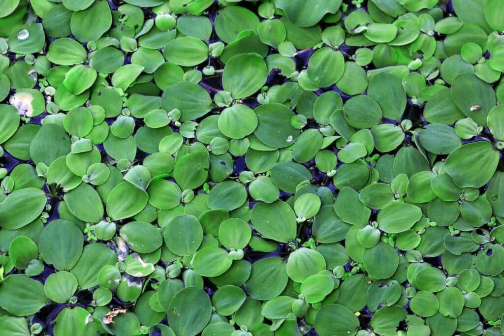 Duckweed plant in a pond