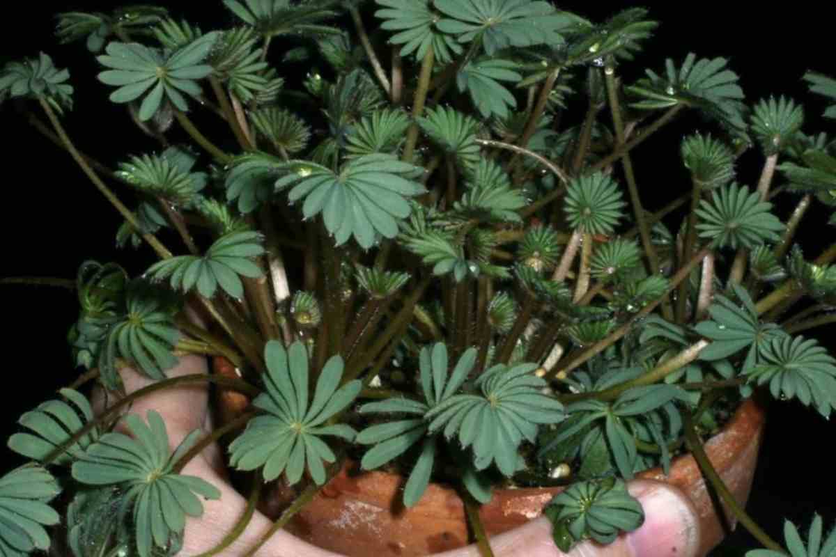 11 Facts about Oxalis Palmifrons Succulent