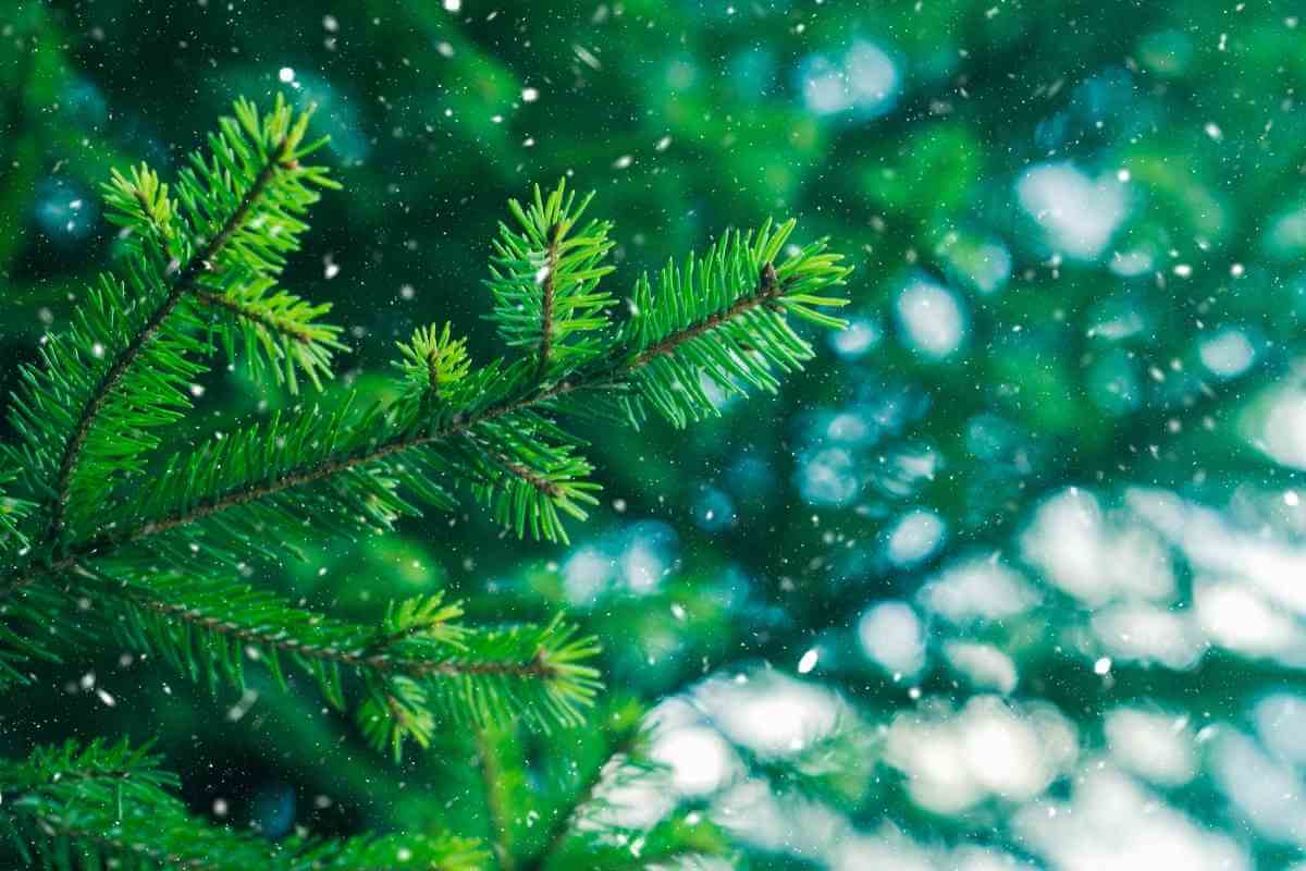 7 Fast Growing Sound Barrier Trees (Noise Reducing Trees)