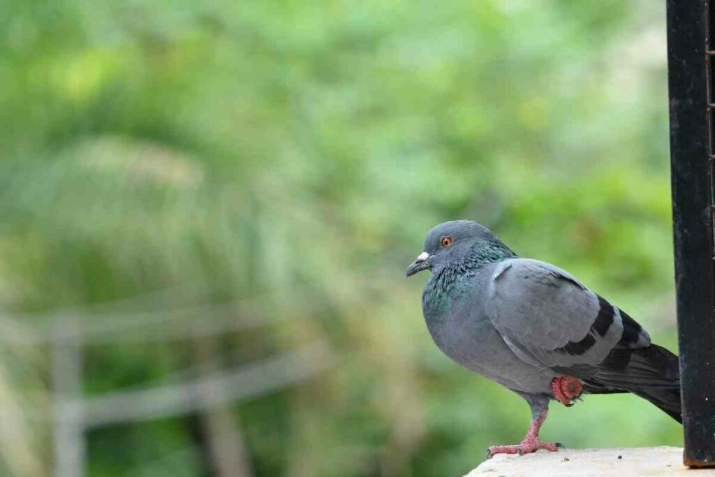 Injured pigeon leg helping tips