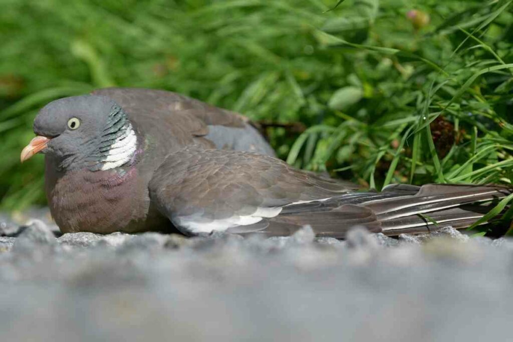Injured pigeon saving tips